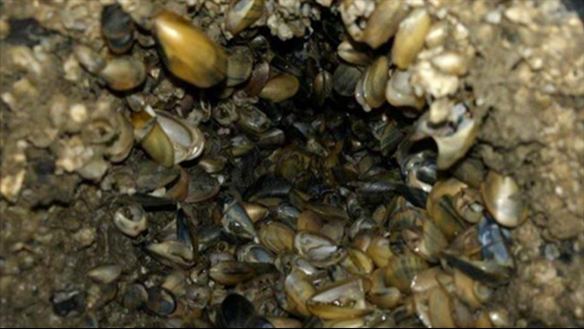 Biofouling with mussels blocking seawater cooling pipe on ship